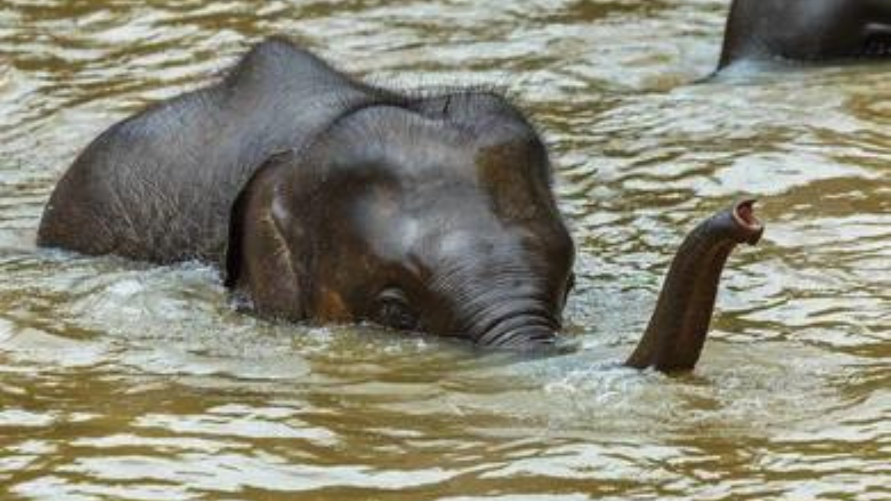 rescue-baby-elephant-jaladhaka-river