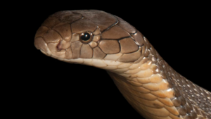 cobra-causes-water-supply-issues-rajasthan