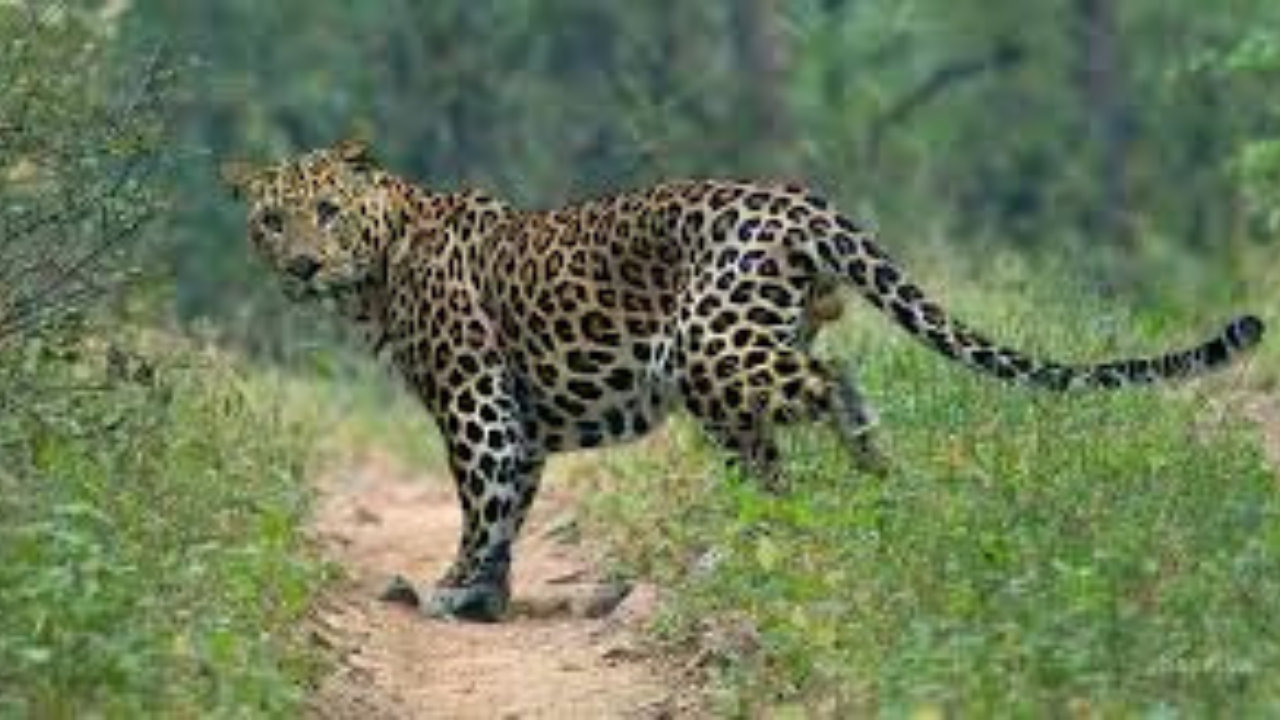 leopard-attack-farmer-death