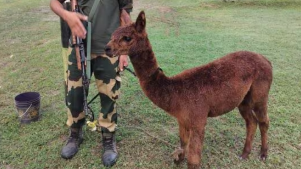 alpaca-rescue-india-bangladesh-border