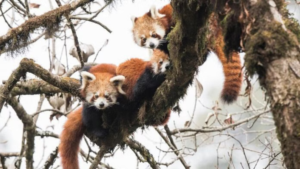 darjeeling-red-panda-conservation-success