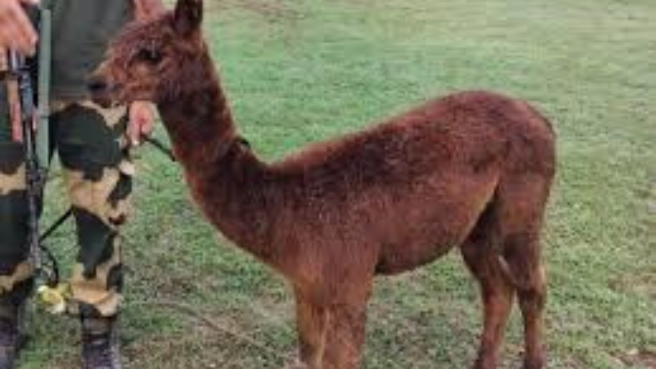 alpaca-rescue-alipore-zoo