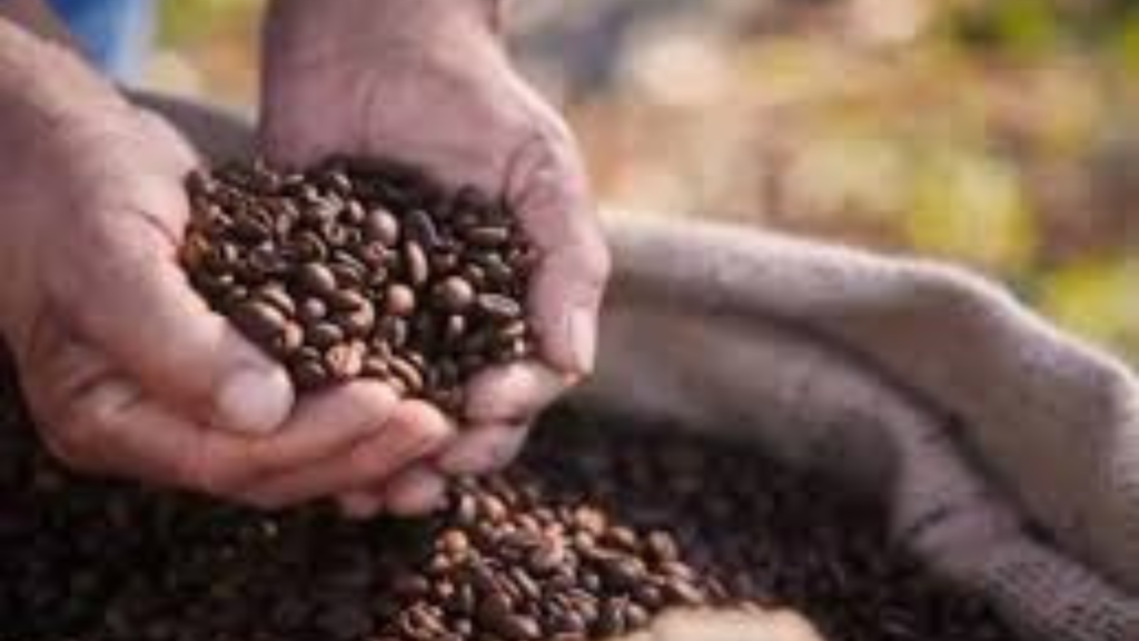 india-coffee-exports-55-percent-growth