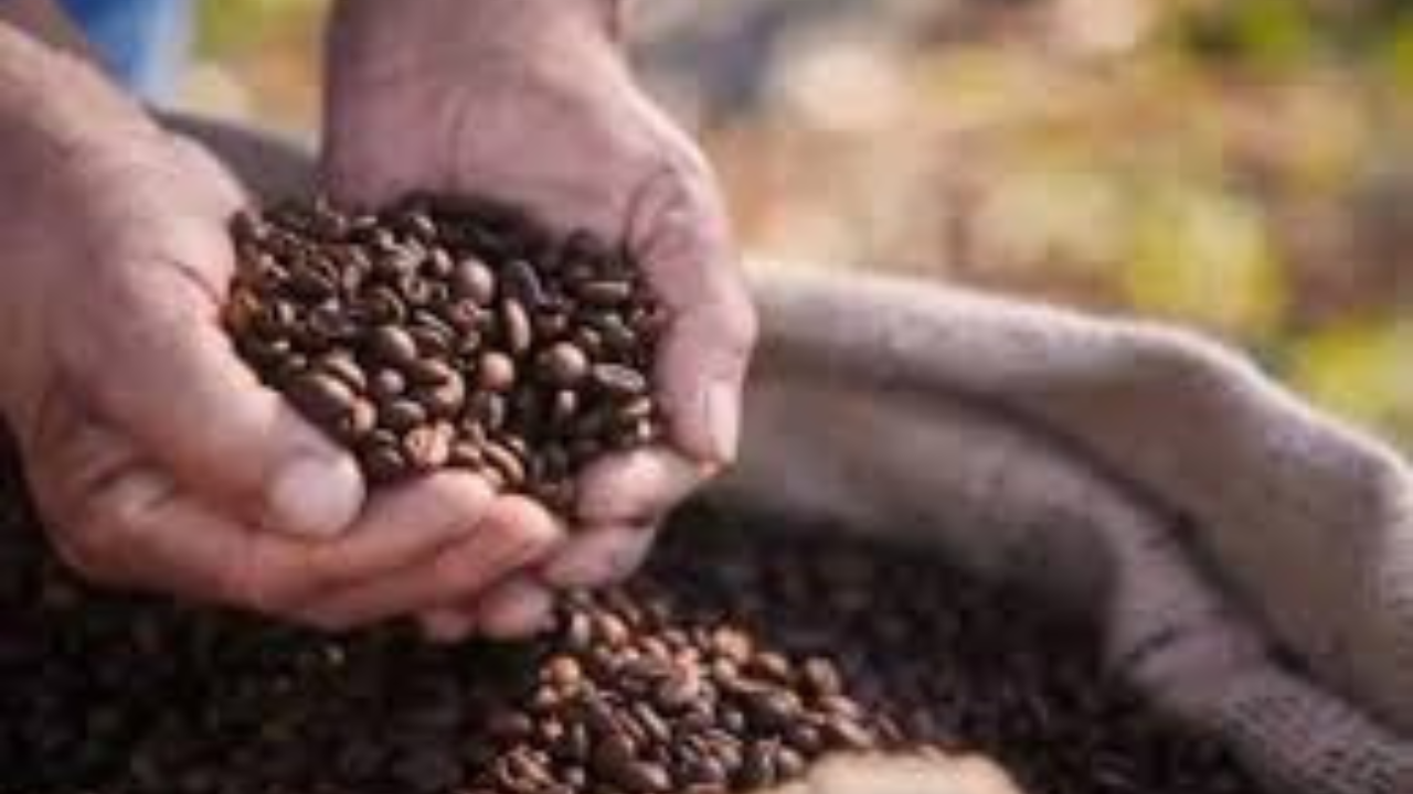 india-coffee-exports-55-percent-growth