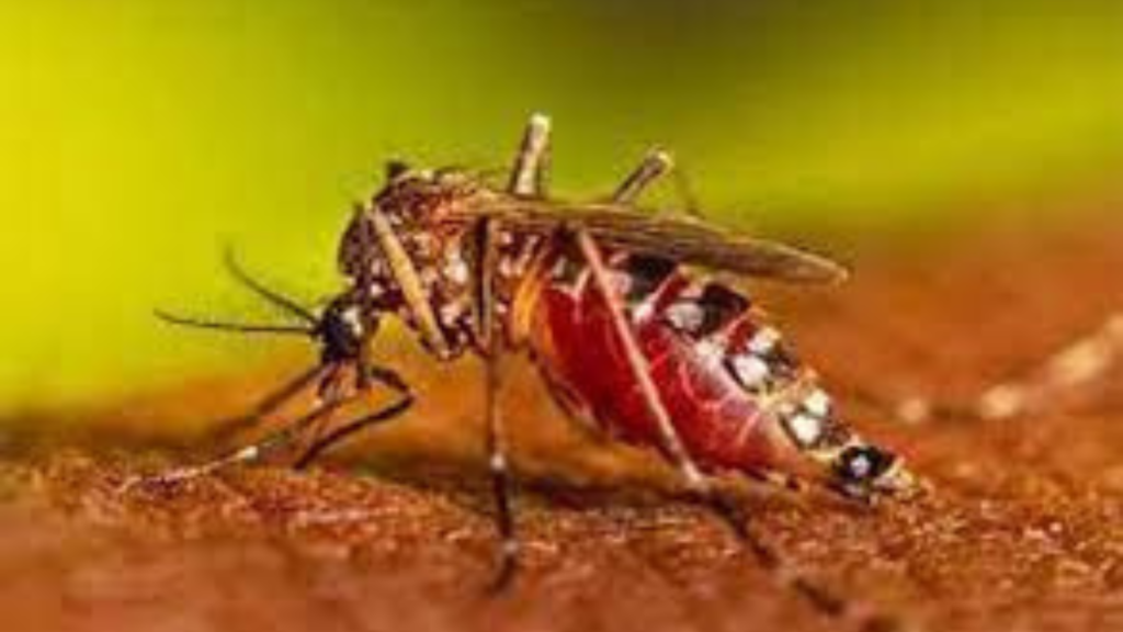 ডেঙ্গির