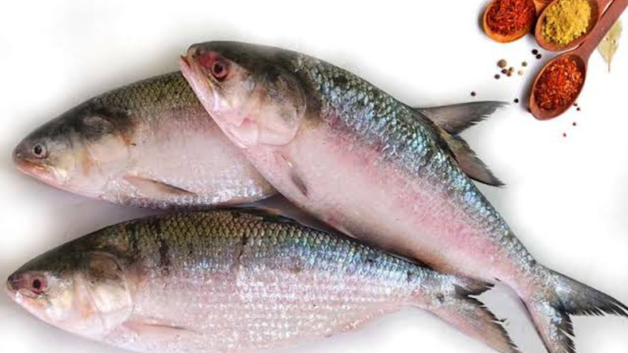damodar-river-ilish-catch