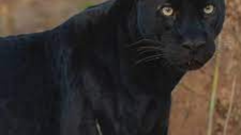 sighting-of-black-leopard-in-darjeeling