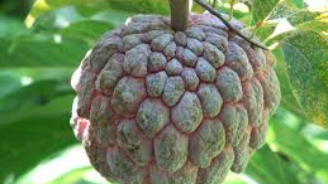 ফল