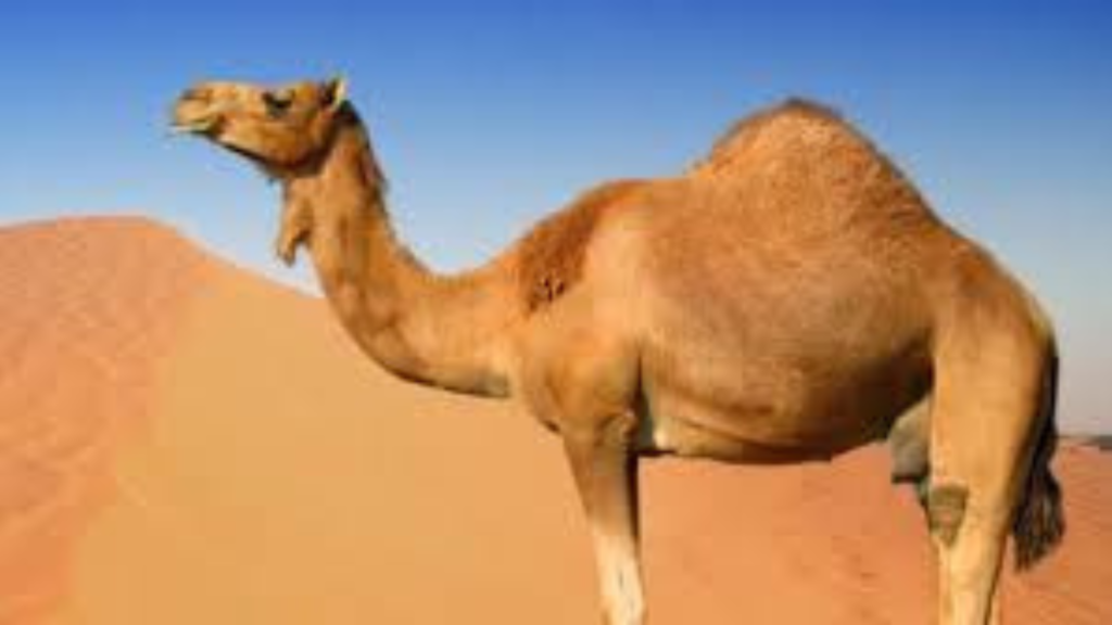 উবারে উট