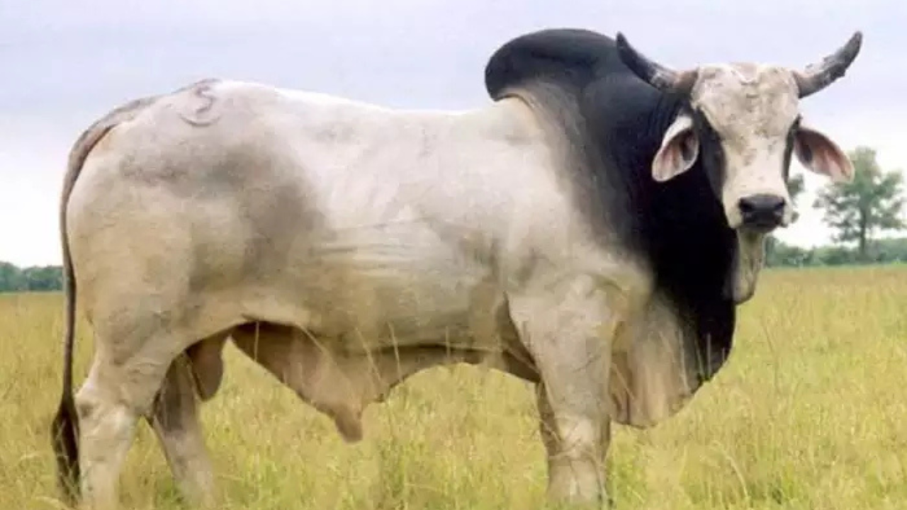 বোলপুরে ষাঁড়ের ওপর হামলার