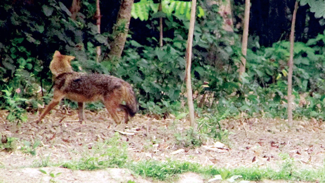 ৮ দিন ধরে মাথা আটকে থাকা সোনালি শিয়াল উদ্ধার