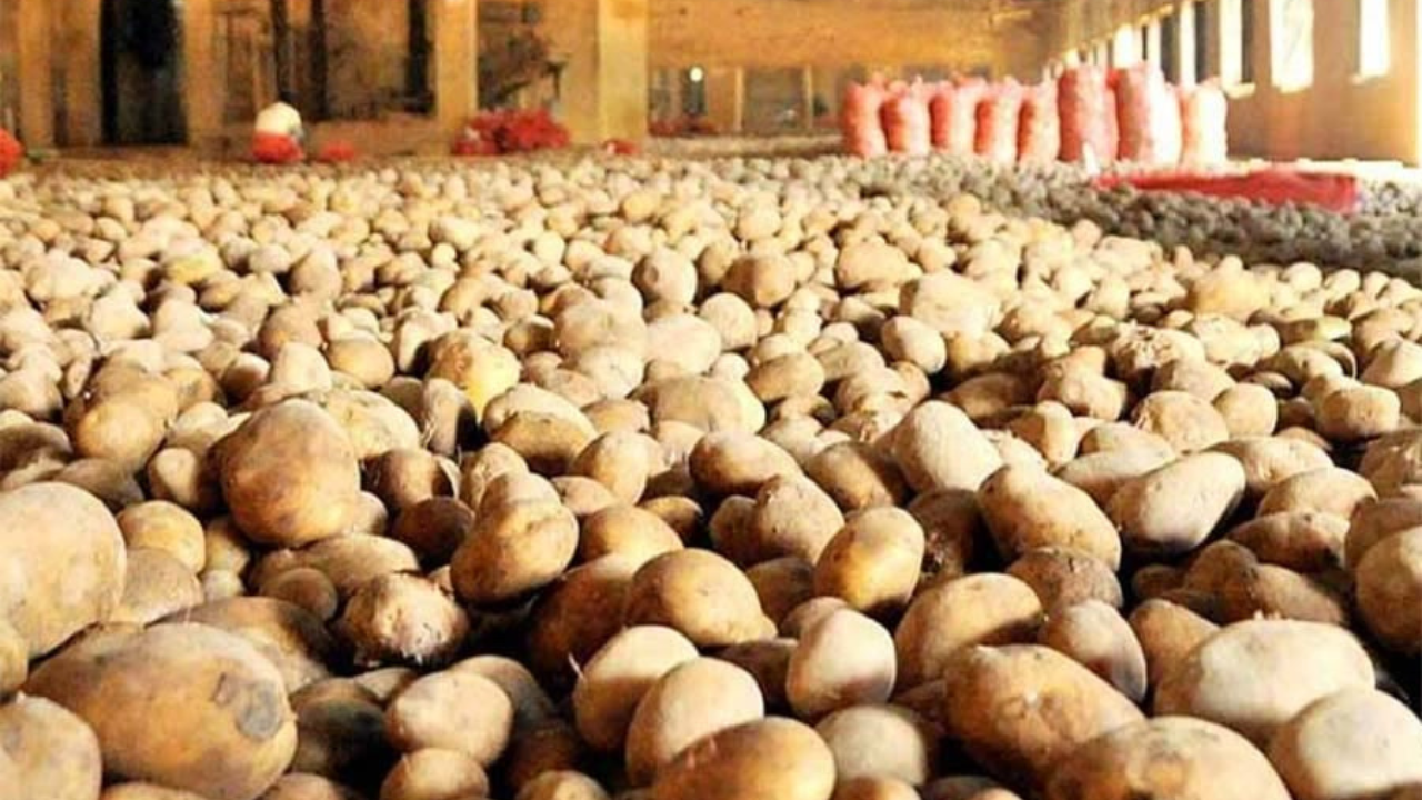 সরকারের উদ্যোগে আলুর দাম সস্তা হওয়ার সম্ভাবনা