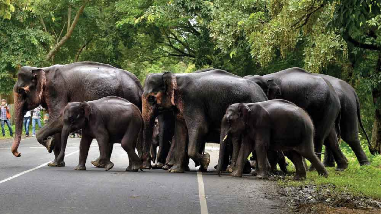 বান্ধব গড়ে হাতি মৃত্যুঃ বিষক্রিয়ার সন্দেহ এবং তদন্ত শুরু