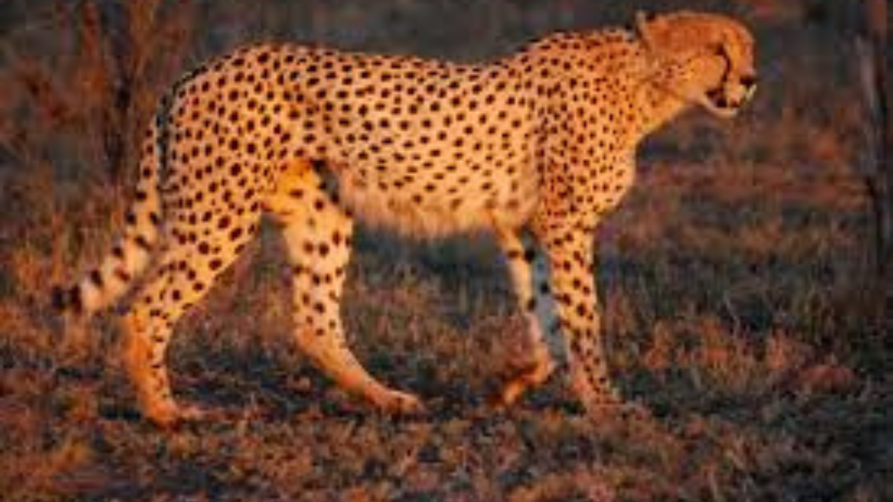 kuno-national-park-cheetah-release