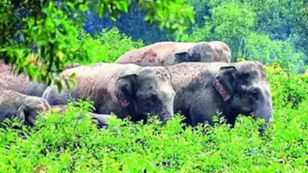 হাতির পাল