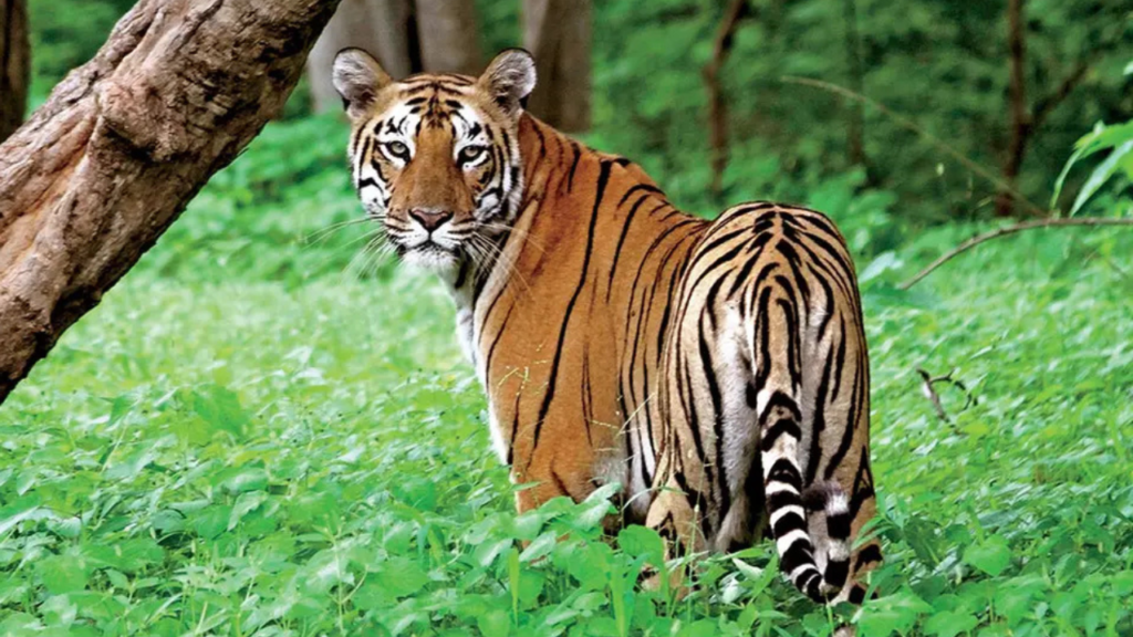 রণথম্ভোরে একের পর এক বাঘ নিখোঁজ