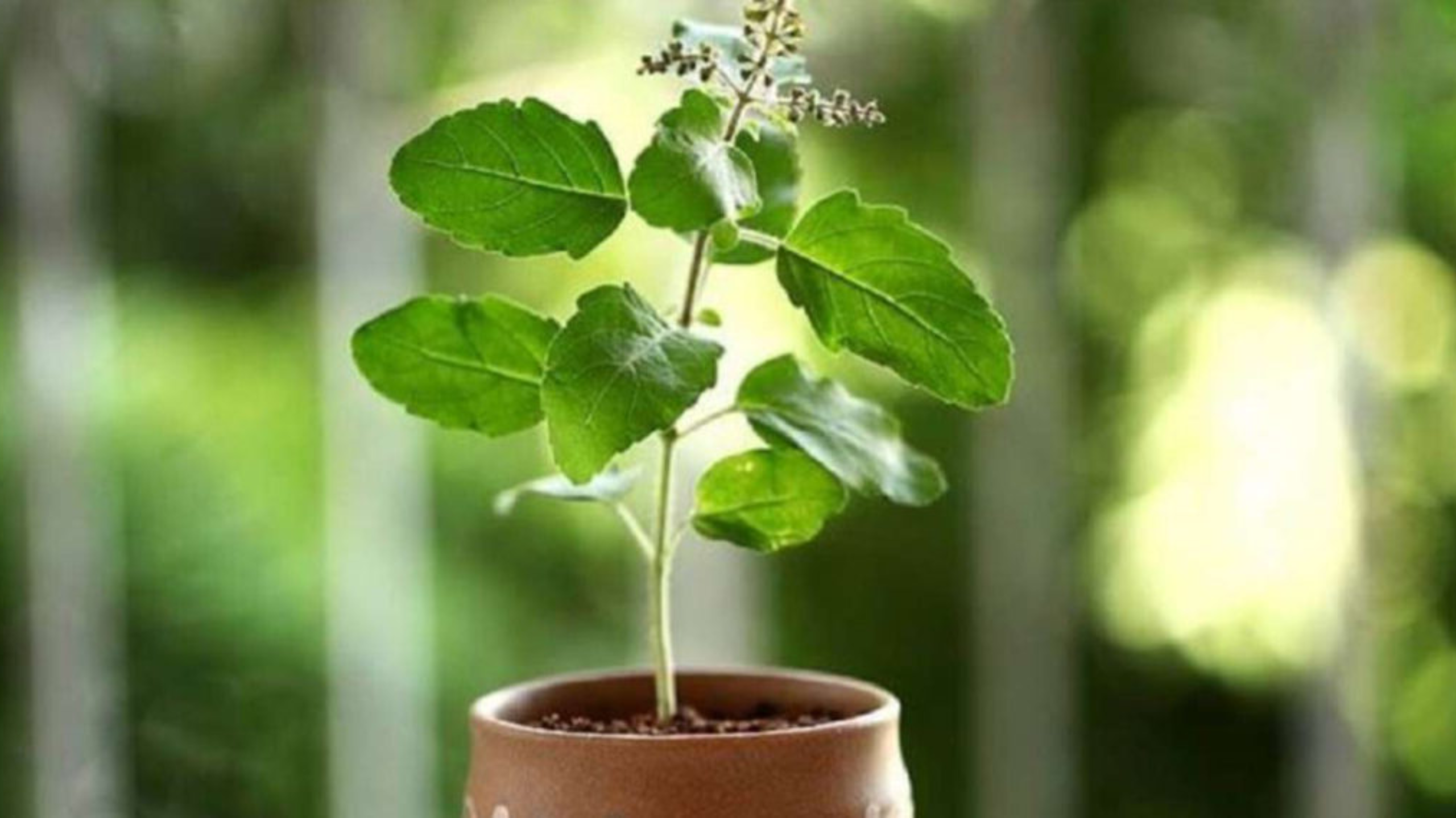 তুলসি গাছ