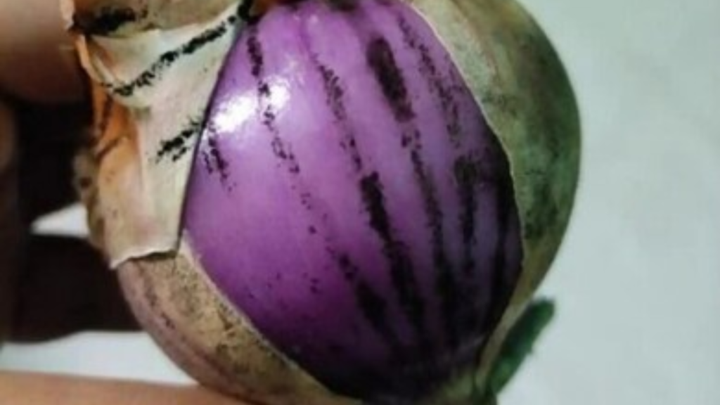 পেঁয়াজে কালো দাগ