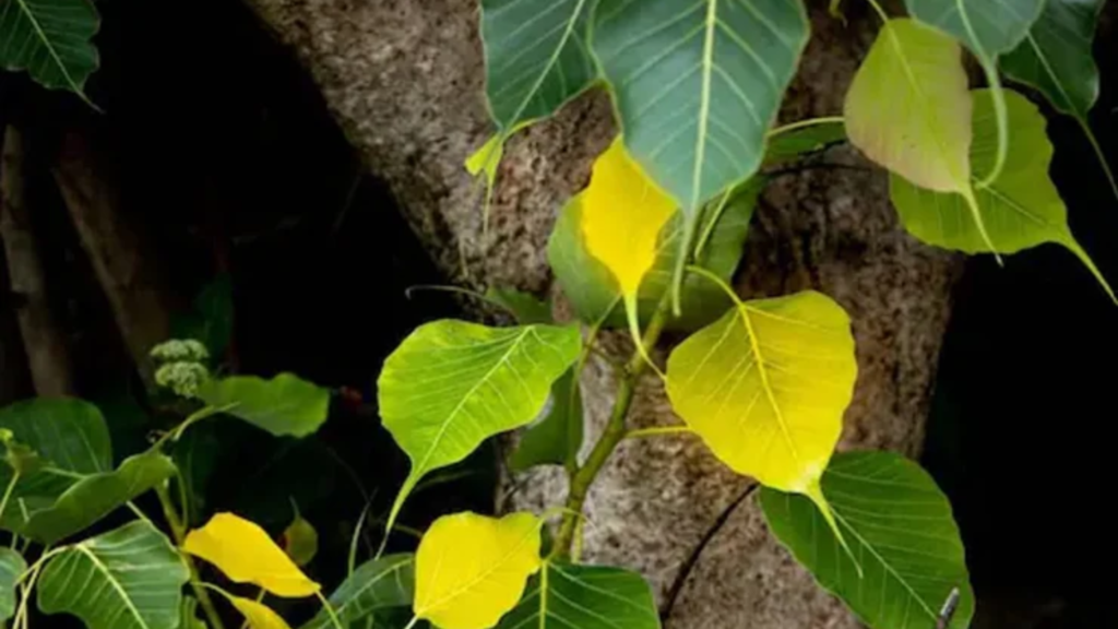 অশ্বত্থ পাতা ঔষধি গুণে