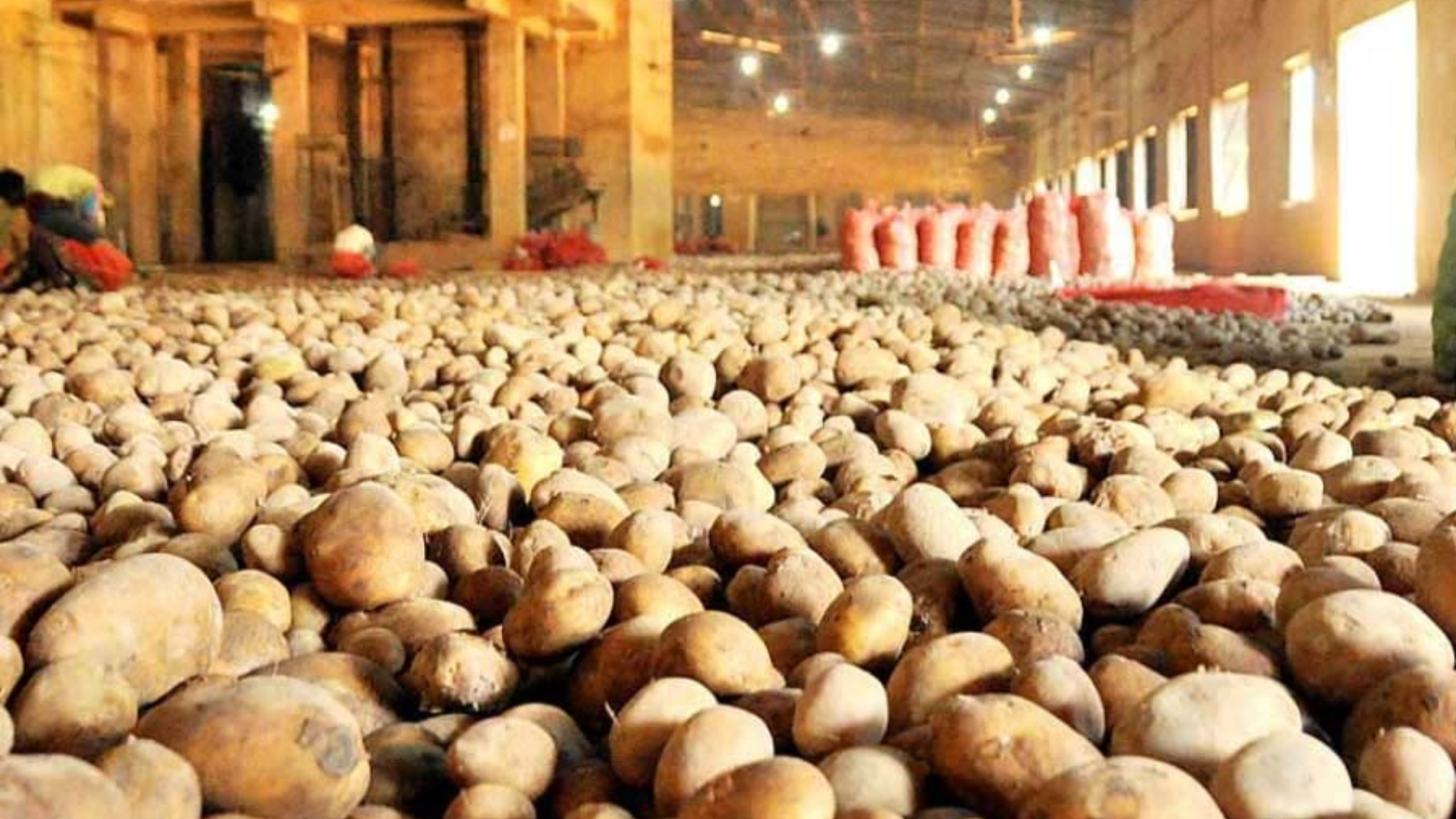 আলু মজুতের সময়সীমা ৩০ নভেম্বর