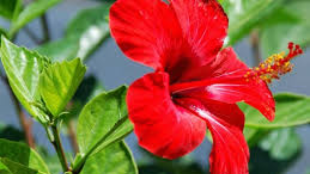 একটি জবা ফুলে