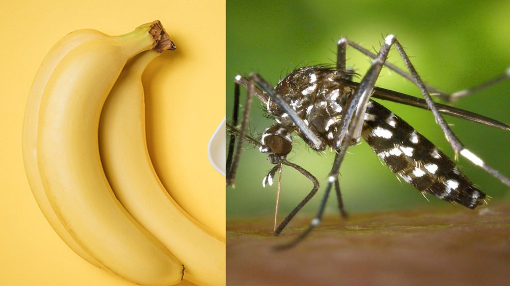 কলা দিয়ে মশা তাড়ান