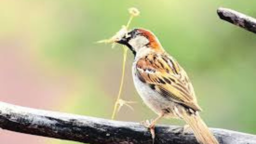 ঘরে পাখি ঢোকা  শুভ নাকি অশুভ? জানুন