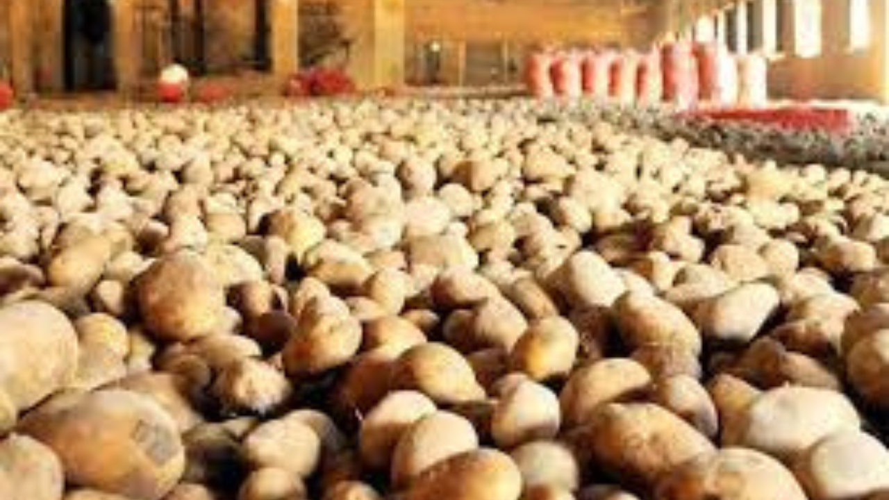 আলুর দাম নিয়ন্ত্রণে প্রশাসনের উদ্যোগ