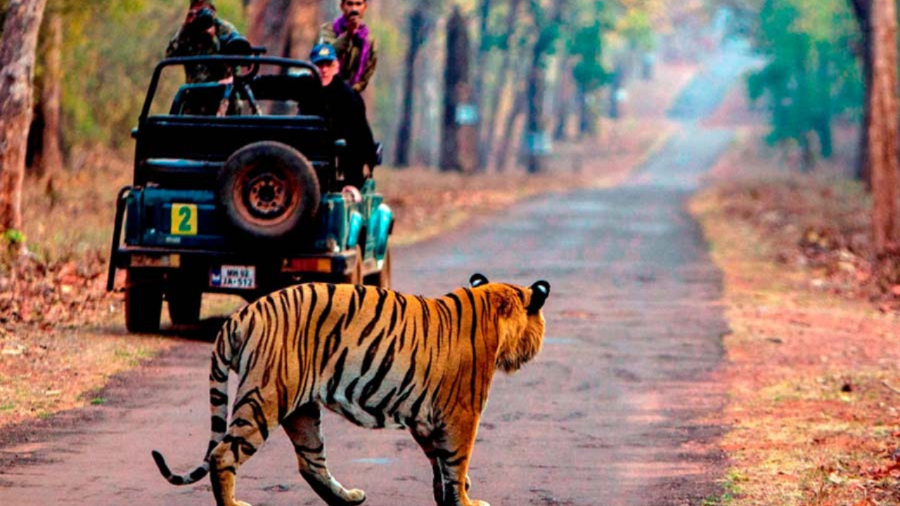 বাঘ দেখার আনন্দ উপভোগ করতে চান?