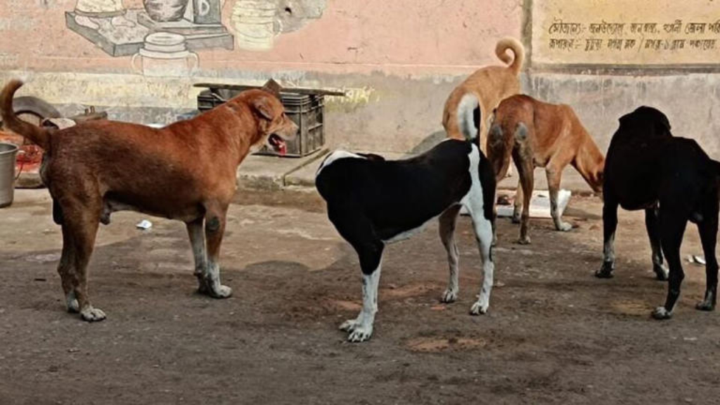 পথকুকুরদের খাওয়ানোর জন্য কলকাতা হাইকোর্টের নতুন নির্দেশনা।