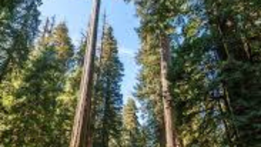 আমেরিকার লালকাঠের ভবিষ্যৎ