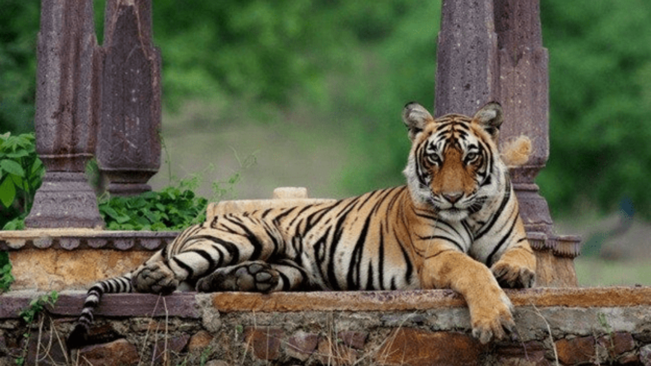 ২৫ বাঘের রহস্যজনক অন্তর্ধান