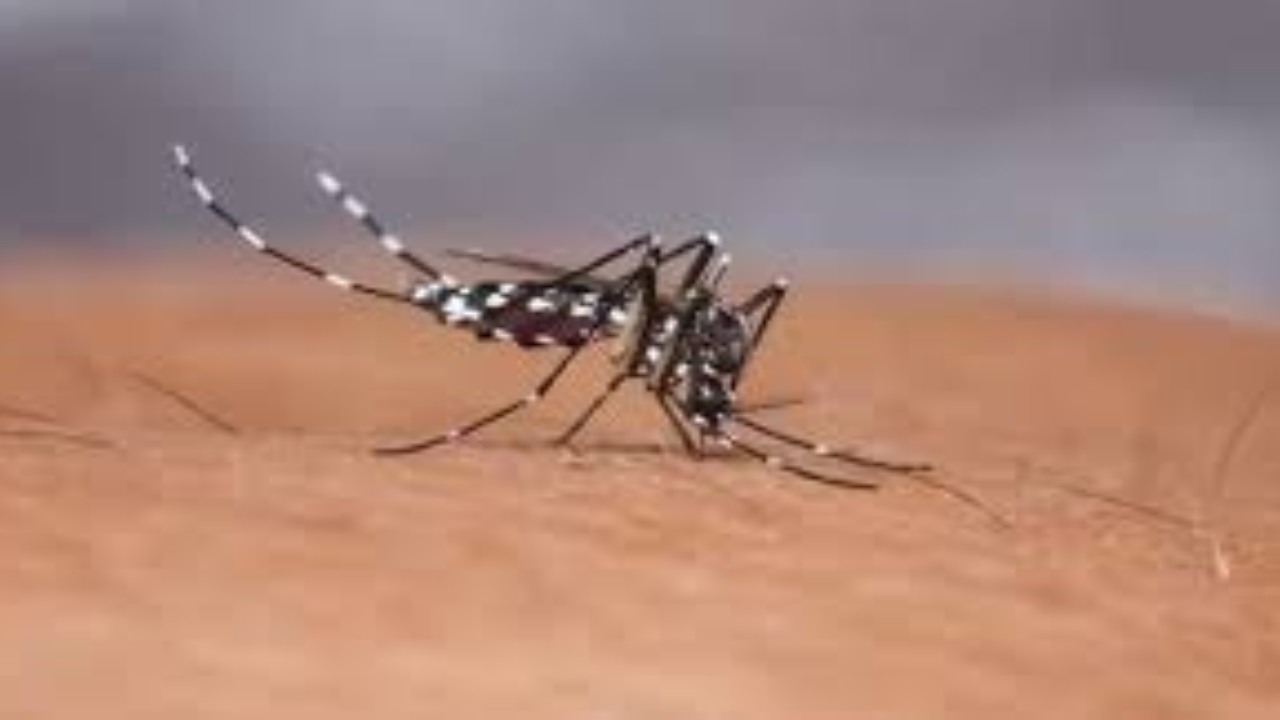 ডেঙ্গু-ম্যালেরিয়ার