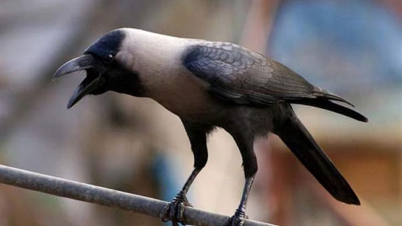 কাকেরা ফ্রিতে ট্রিটমেন্ট