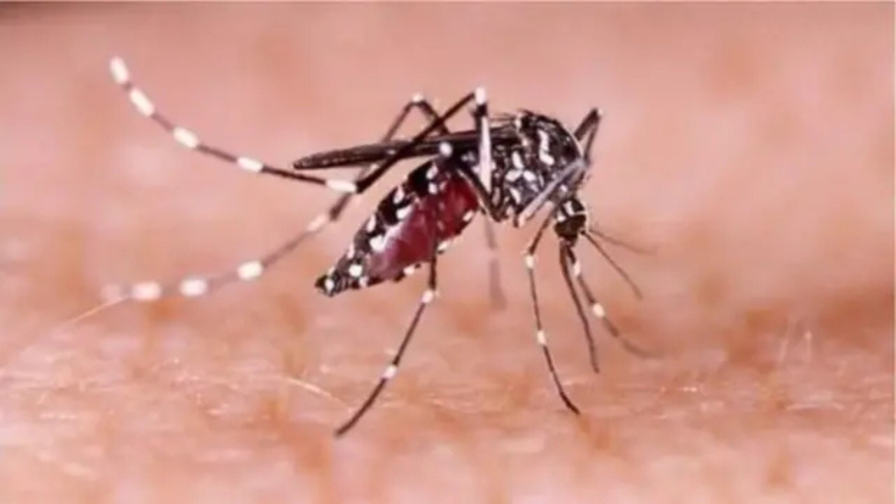 ডেঙ্গি নিয়ন্ত্রণে প্রশাসনের কঠোর নির্দেশ