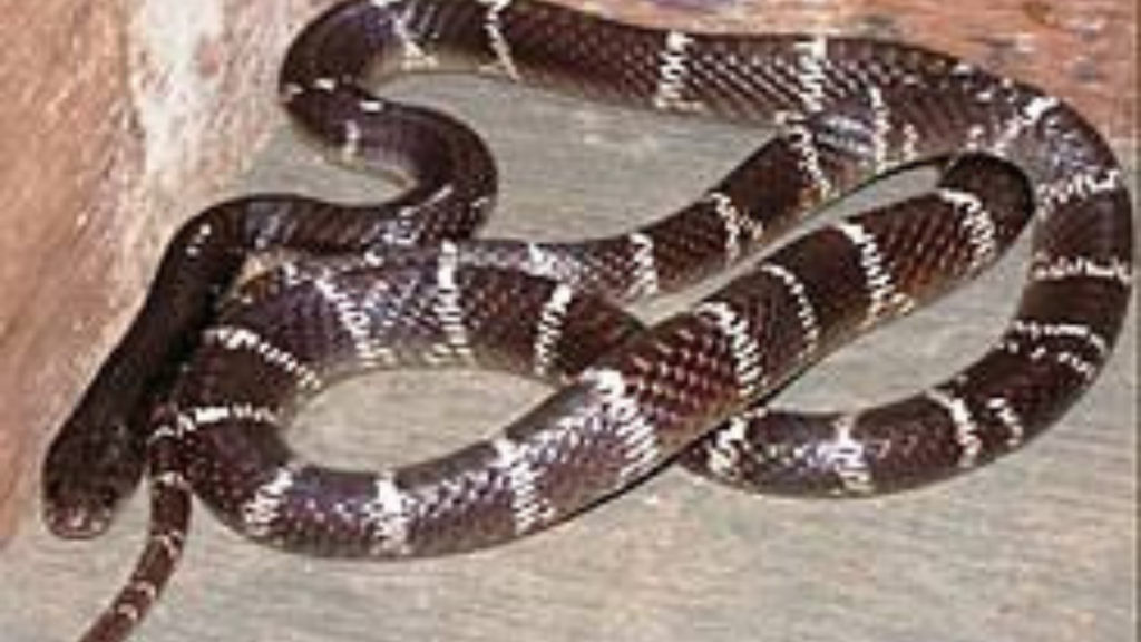 হাসপাতালে সাপের আতঙ্ক