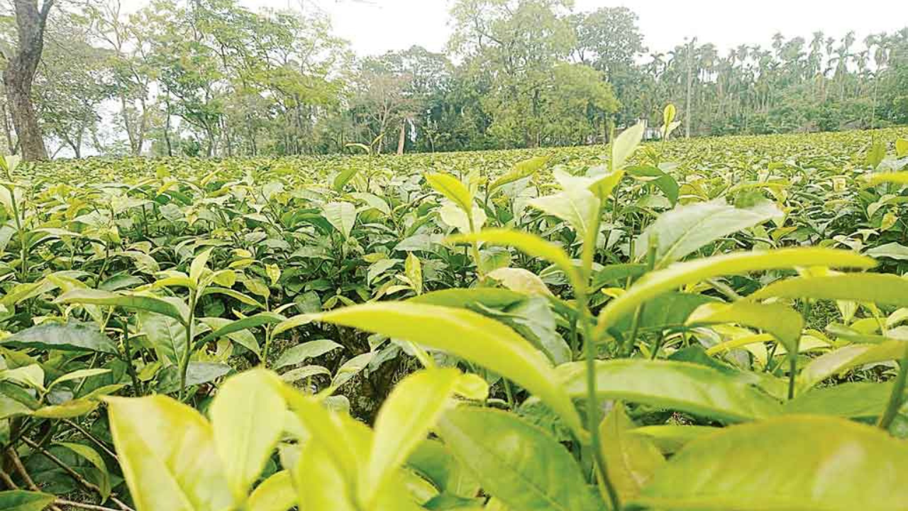 চা পর্ষদের