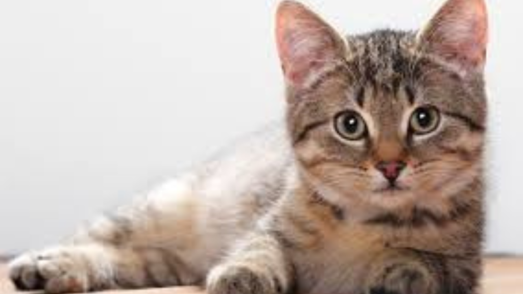 মশার প্রজনন প্রক্রিয়া