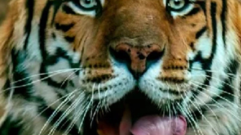 বাঘিনীর উপর হামলা