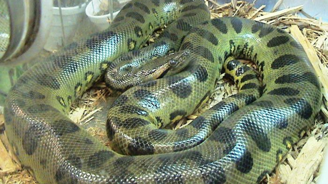 চিড়িয়াখানায় আসছে সবুজ অ্যানাকোন্ডা