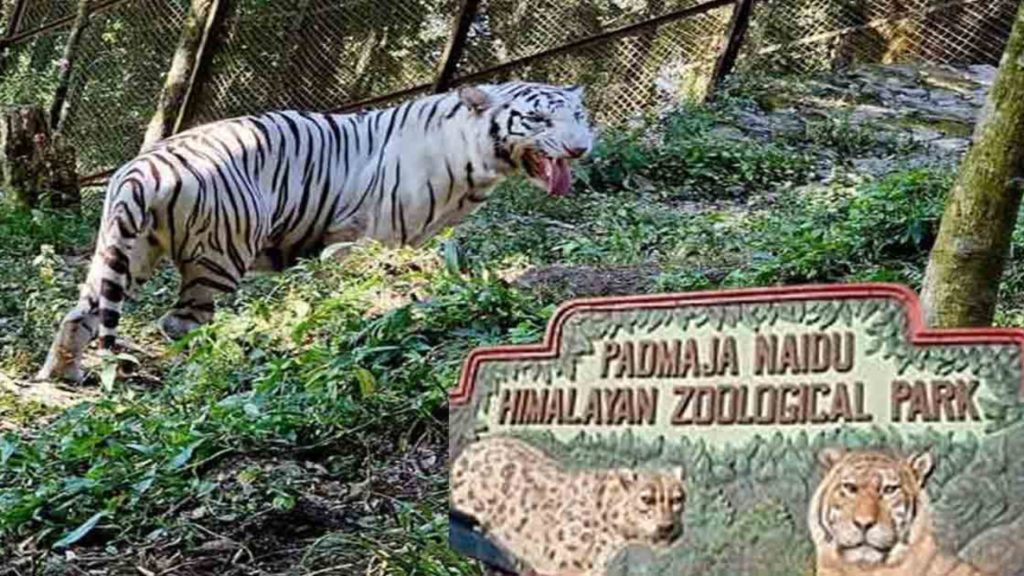 চিড়িয়াখানায় এসেছে নতুন অতিথি