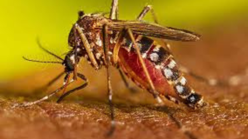 ডেঙ্গির প্রকোপ