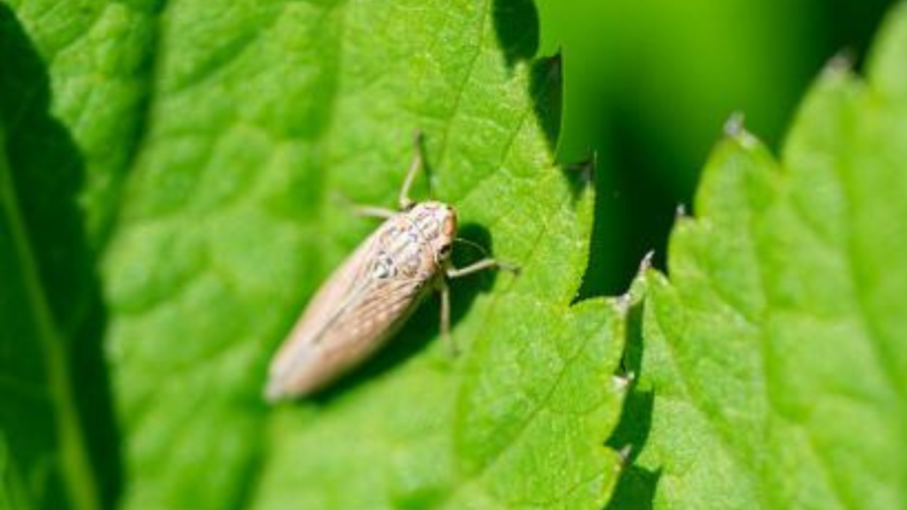 শ্যামা পোকা নিখোঁজঃ পরিবেশ কি সংকেত দিচ্ছে?