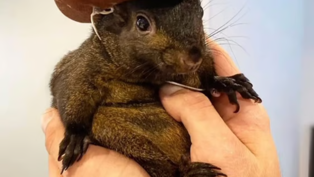 পিনাট কাঠবেড়ালির মৃত্যুতে মার্কিন সরকারের বিরুদ্ধে তীব্র সমালোচনা