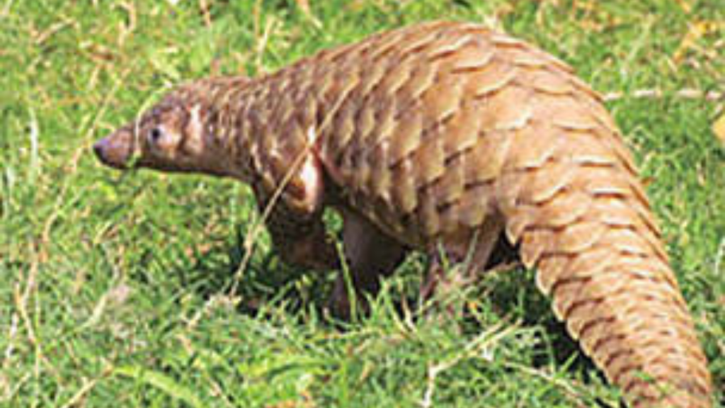 ভারতীয় প্যাঙ্গোলিন