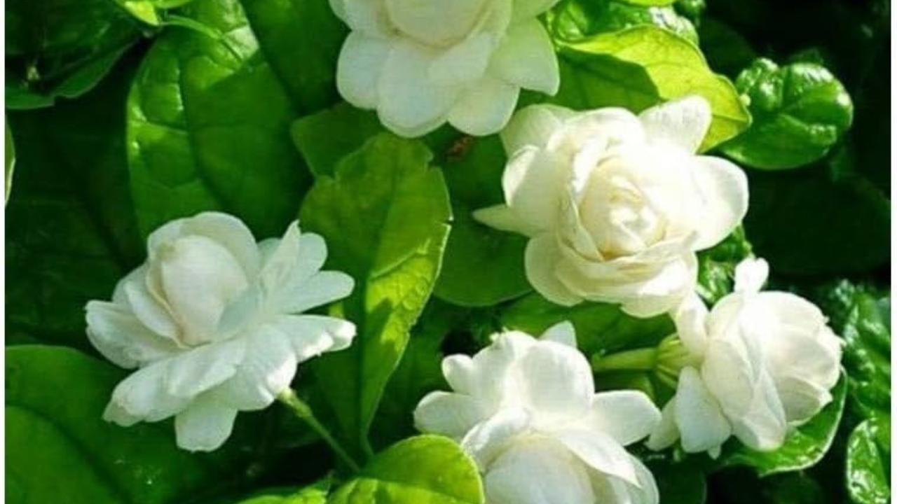 জুঁই ফুল