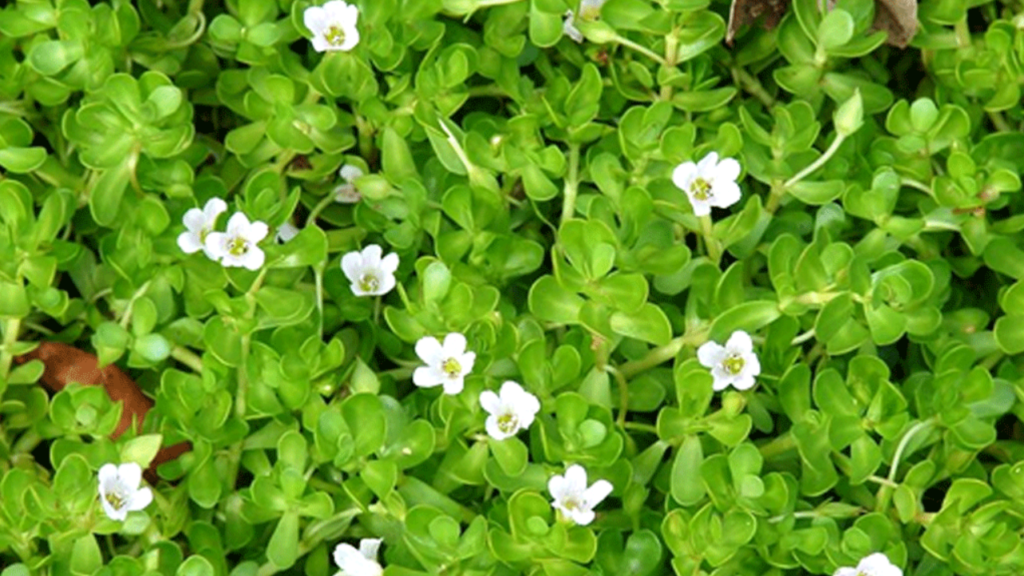 স্মৃতিশক্তি বাড়াতে অব্যর্থ ব্রাহ্মী শাক