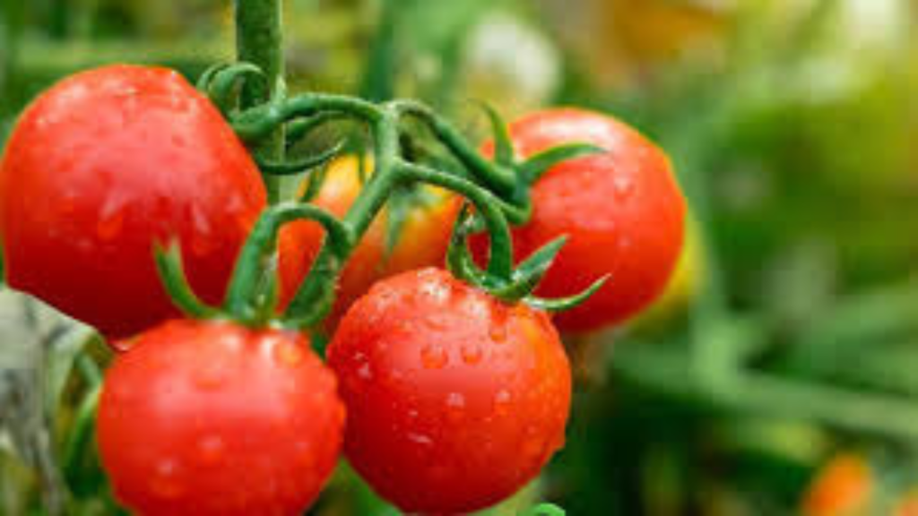 ত্বকের যত্নে টমাটোর ম্যকে