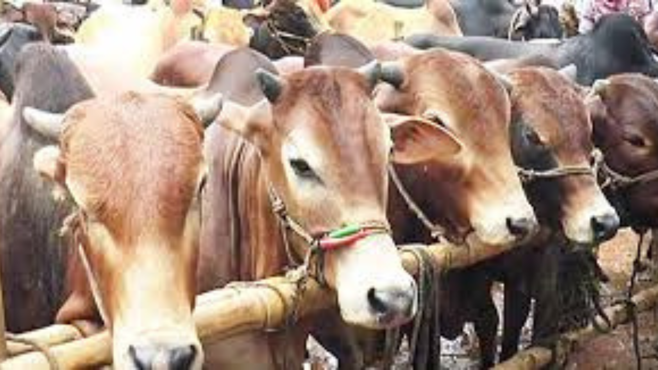 বাছুরকে বাঁচানোর জন্য একতাবদ্ধ গরুর দল