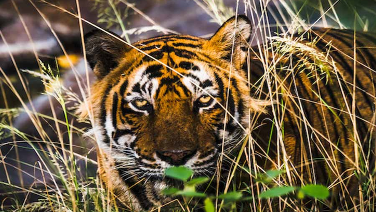 পুরুলিয়ায় বাঘিনি 'জ়িনত' এর আতঙ্ক